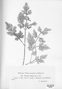 Puccinia bullata image